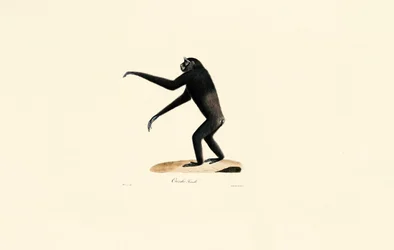 Female Siamang