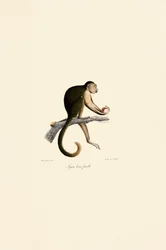Female Tufted Capuchin
