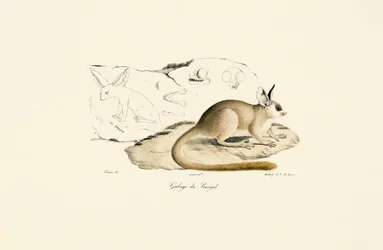 Fennec Fox