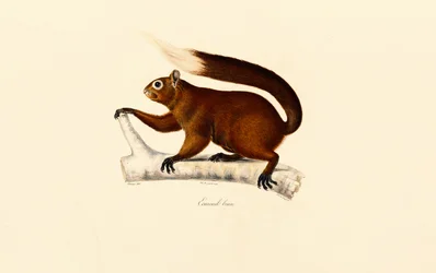 Fox Squirrel