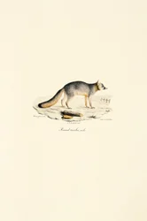 Male Gray Fox