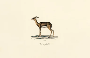 Gray Reedbuck (Female)