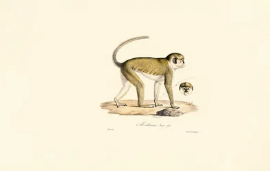 Green Monkey (Female)