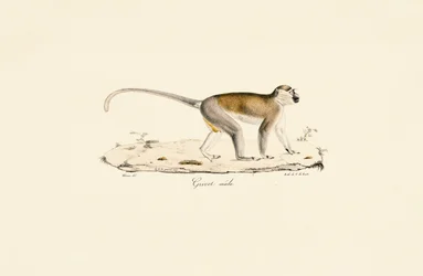 Green Monkey (Male)