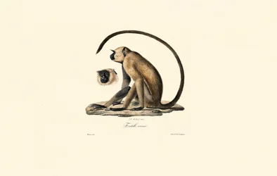 Grey Langur