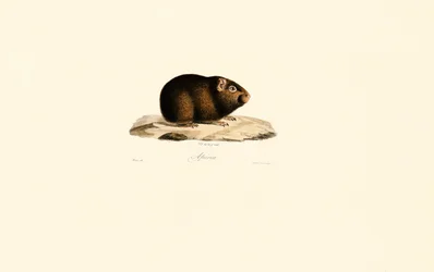 Guinea Pig