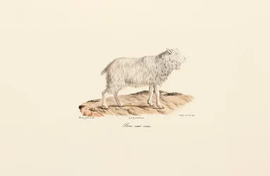 Hornless Goat