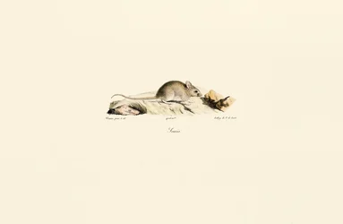 House Mouse