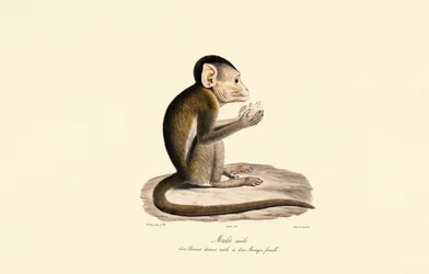 Hybrid of Bonnet and Pig-tailed Macaque