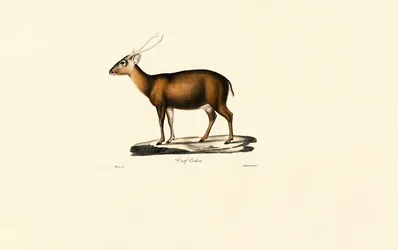 Indian Muntjac