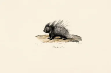 Italian Crested Porcupine