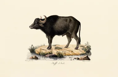 Italian Water Buffalo