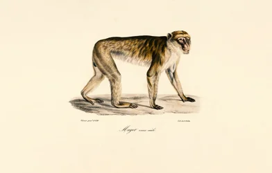Long-tailed Macaque