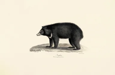 Malayan Sun Bear