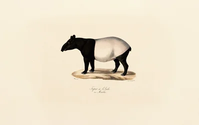 Malayan Tapir