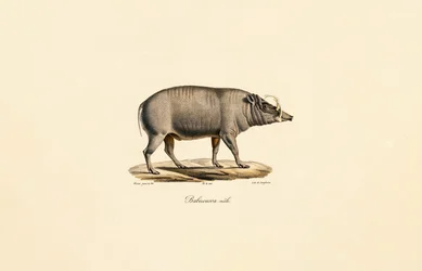 Male Babirusa