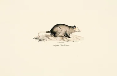 Male bare-tailed woolly opossum