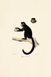 Male Horned Capuchin