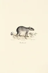 Male Spotted Paca