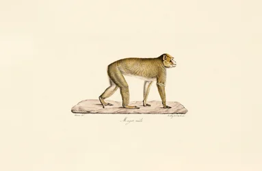 Moor Macaque