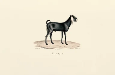 Nepalese Goat
