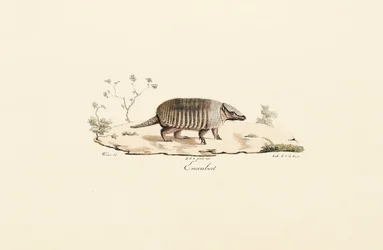 Nine-banded Armadillo