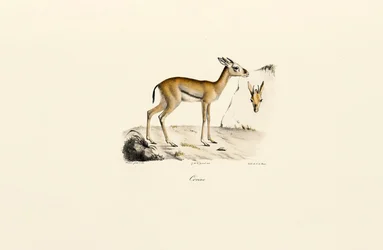 North African Gazelle