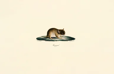 North African Gerbil