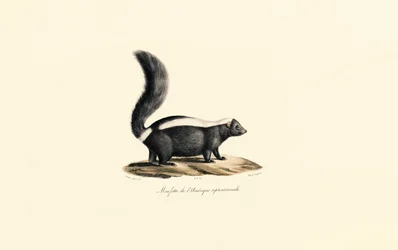 North American Skunk