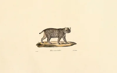 Ocelot