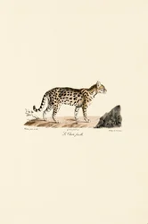Female Ocelot