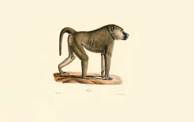 Olive Baboon