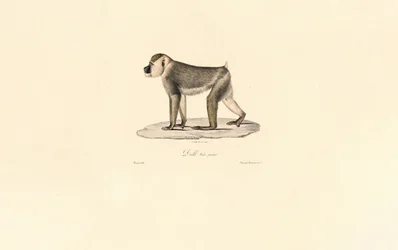 Olive Baboon