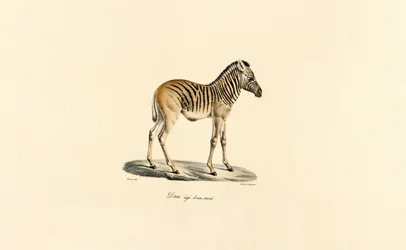 One-year-old Mountain Zebra