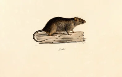 Pacific Rat