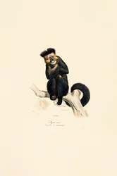 Pileated Gibbon