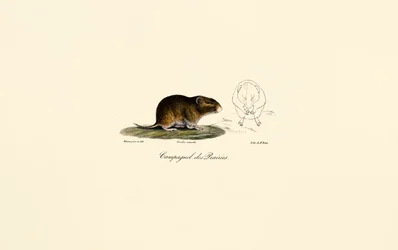 Prairie Vole