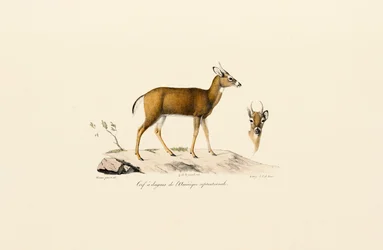 Pronghorn Antelope