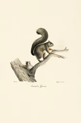 Pyrenean Squirrel with Young