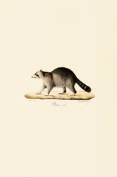 Raccoon (Male)