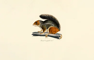 Red-tailed chipmunk