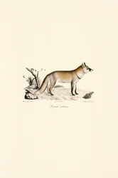Red Fox