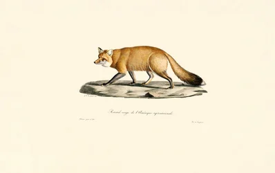 Red Fox
