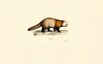 Red Panda