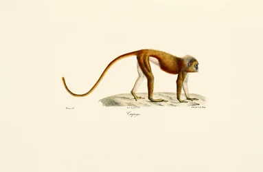 Red Slender Loris