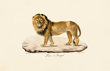 Senegal Lion
