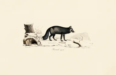Silver Fox