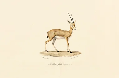 Slender-horned Gazelle, Female