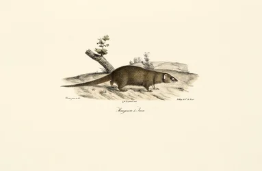 Small Asian Mongoose