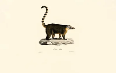 South American Coati